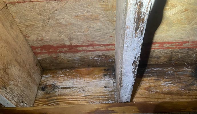 Soda blasting mold removal
