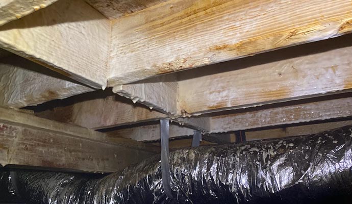 Visible fungus on crawl-space